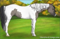 Horse Color:Grullo Tobiano Rabicano