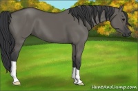 Horse Color:Grullo