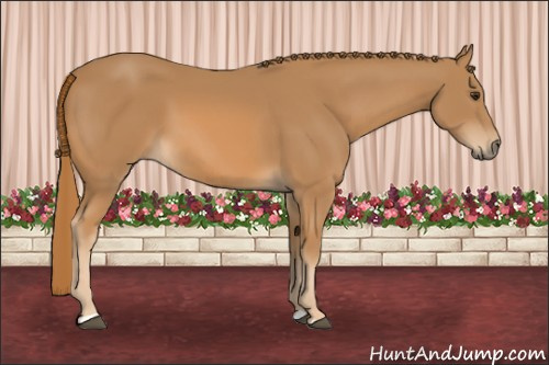 Horse Color: Chestnut 