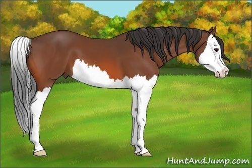 Horse Color: Bay Splash 