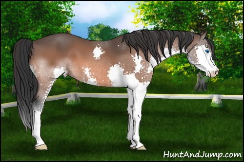 Horse Color: Bay Splash 