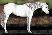 Horse Color:Gray White Spotted Chestnut Ice Rabicano 