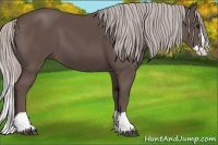 Horse Color:Silver Black Splash 
