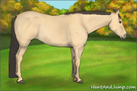 Horse Color:Buckskin Dun Rabicano 