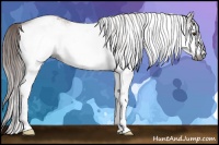 Horse Color:Gray White Spotted Chestnut 