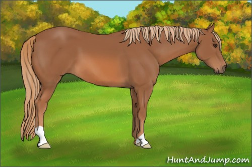 Horse Color: Unknown 