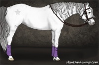 Horse Color:Gray White Spotted Black Blanket 
