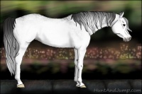 Horse Color:Gray White Spotted Brown Splash 