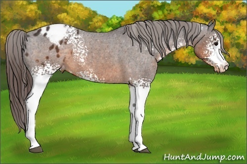Horse Color:White Spotted Buckskin Appaloosa 