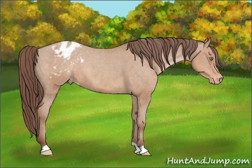 Horse Color:Amber Champagne Appaloosa 