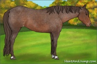 Horse Color:Liver Chestnut Appaloosa 