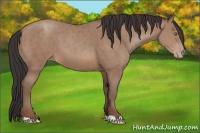 Horse Color:Sable Champagne 
