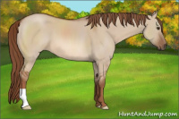 Horse Color:Red Dun 
