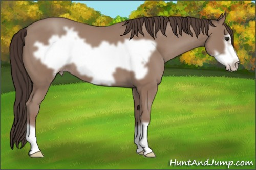 Horse Color: Sable Champagne Frame 