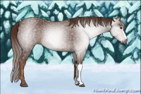 Horse Color:Gray Chestnut 