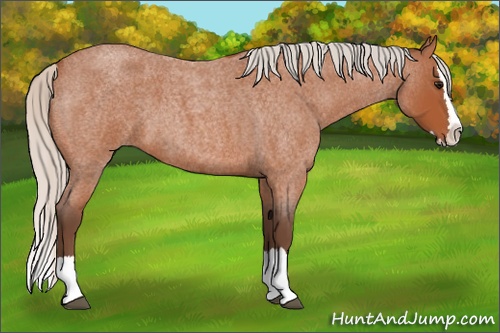 Horse Color: Silver Bay Roan Splash 