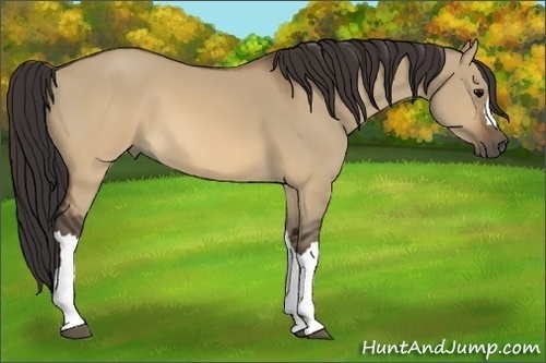 Horse Color: Buckskin Dun 
