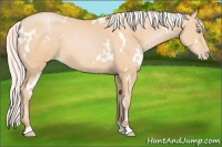 Horse Color:White Spotted Silver Buckskin Pearl 