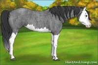 Horse Color:Blue Roan Splash