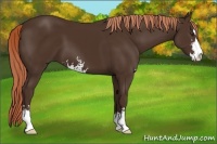 Horse Color:Liver Chestnut Sabino 