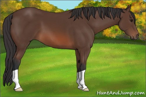 Horse Color: Bay 