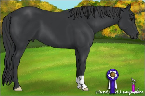 Horse Color: Black 