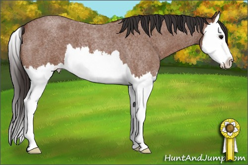 Horse Color: Bay Roan Splash 