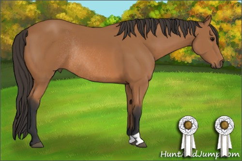 Horse Color: Bay Rabicano 