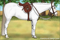 Horse Color:White Spotted Buckskin Roan Frame Appaloosa 