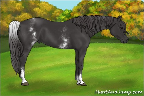 Horse Color: White Spotted Smoky Black 