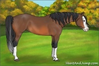Horse Color:Bay Splash 