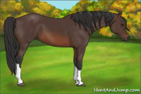 Horse Color:Brown 