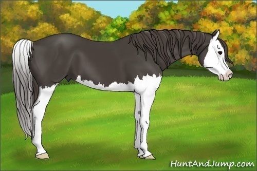 Horse Color:Smoky Black Splash 