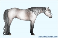 Horse Color:Gray Bay 
