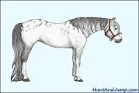Horse Color:Gray Grullo Frame Appaloosa Rabicano