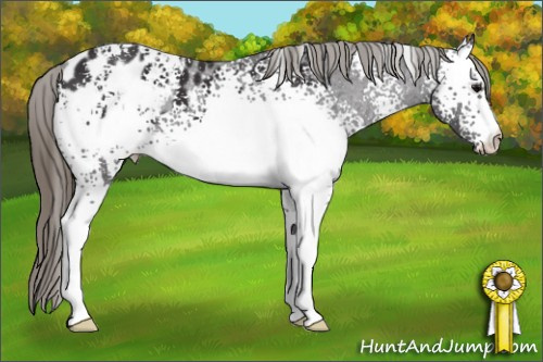 Horse Color: White Spotted Smoky Black Blanket 