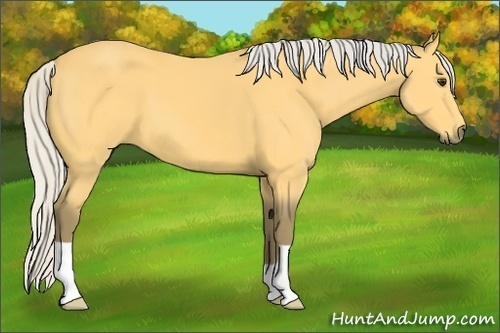 Horse Color: Silver Buckskin 