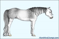 Horse Color:Gray Black Splash 