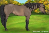 Horse Color:Brown Dun 