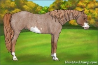 Horse Color:Red Roan Frame