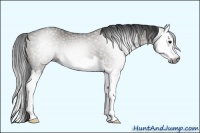Horse Color:Gray Grullo Splash