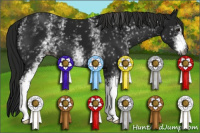 Horse Color:Gray White Spotted Smoky Black 