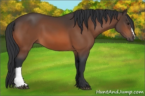 Horse Color: Unknown 
