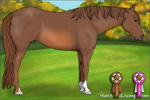 Horse Color: Liver Chestnut 