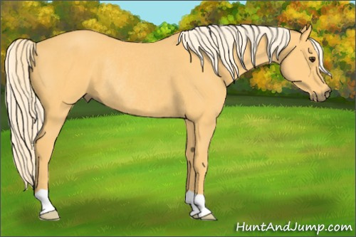 Horse Color: Palomino Rabicano 