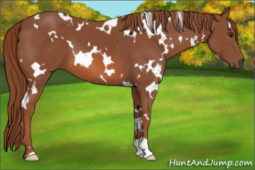 Horse Color: White Spotted Liver Chestnut 
