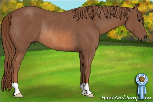 Horse Color: Liver Chestnut Rabicano 