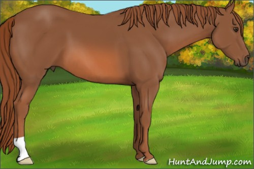 Horse Color: Liver Chestnut 