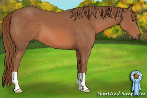 Horse Color: Liver Chestnut 