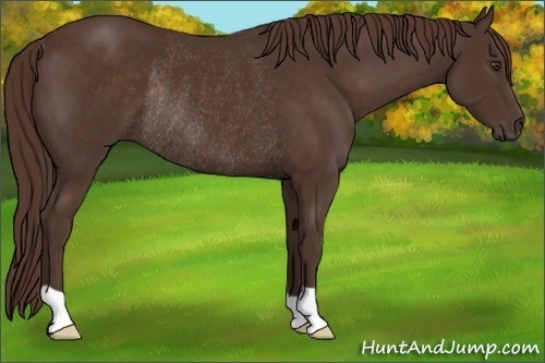 Horse Color: Liver Chestnut Rabicano 